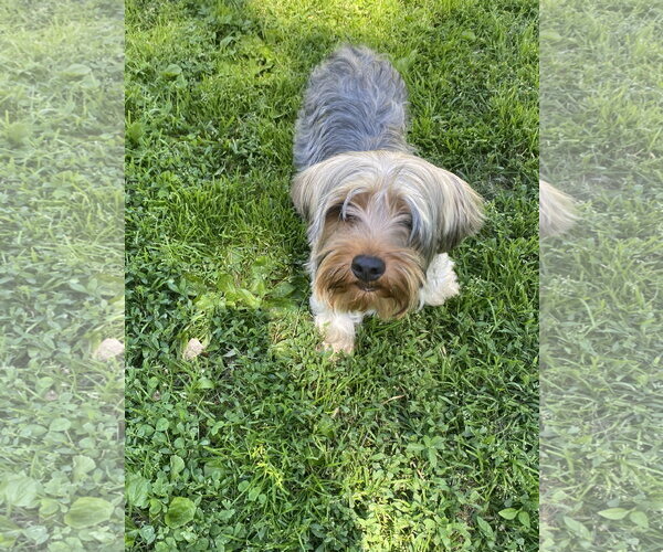 Medium Photo #3 Mutt Puppy For Sale in Hillsboro, MO, USA
