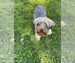 Small #2 Mutt