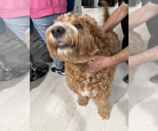 Medium Photo #1 Goldendoodle Puppy For Sale in RESEDA, CA, USA