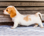 Small Photo #24 Dachshund Puppy For Sale in WAKARUSA, IN, USA