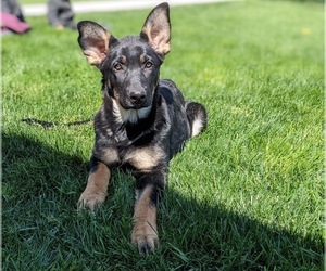 German Shepherd Dog Puppy for sale in NORTH EAST, MD, USA