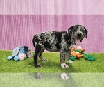 Small #13 Catahoula Leopard Dog