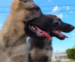 Small #1 German Shepherd Dog