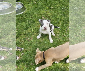 Mutt Dogs for adoption in Rockaway, NJ, USA