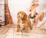 Small Photo #4 Cocker Spaniel-Poodle (Miniature) Mix Puppy For Sale in WARSAW, IN, USA