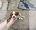 Small #3 Cavalier King Charles Spaniel