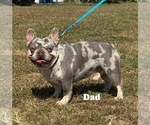 Small Photo #1 French Bulldog Puppy For Sale in SHELBYVILLE, IN, USA