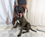 Small #6 Mastiff