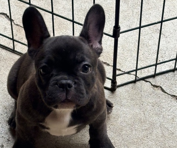 Medium Photo #1 French Bulldog Puppy For Sale in MANCHESTER, MI, USA
