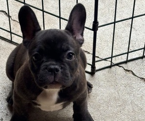 French Bulldog Puppy for sale in MANCHESTER, MI, USA