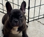 Image preview for Ad Listing. Nickname: Olive