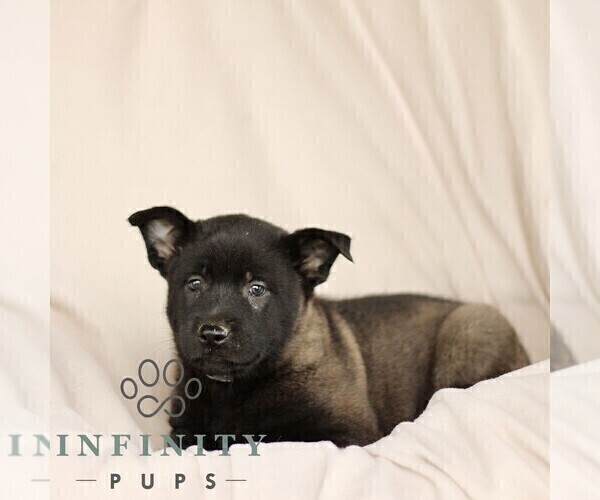 Medium Photo #5 Belgian Malinois Puppy For Sale in RONKS, PA, USA