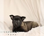 Small #4 Belgian Malinois