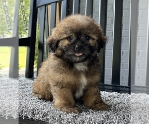 ShihPoo Puppy for sale in FRANKLIN, IN, USA