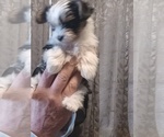 Small #2 Yorkshire Terrier