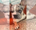 Small #1 French Bulldog