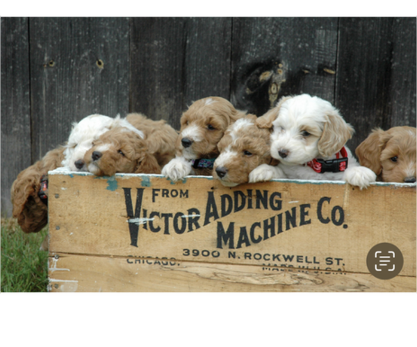 Medium Photo #18 Goldendoodle (Miniature) Puppy For Sale in LEWISBURG, PA, USA