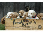 Small Photo #18 Goldendoodle (Miniature) Puppy For Sale in LEWISBURG, PA, USA