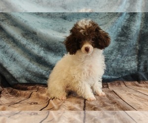 Poodle (Toy) Puppy for Sale in JOICE, Iowa USA