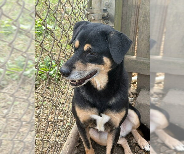 Medium Photo #3 Mutt Puppy For Sale in Jackson, MS, USA