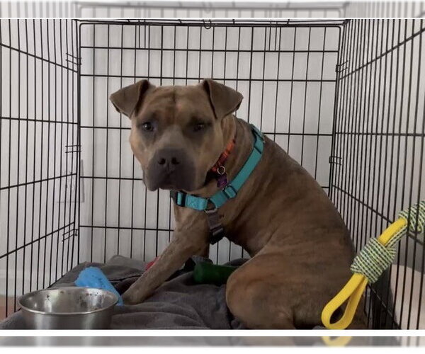 Medium Photo #4 Bullboxer Pit Puppy For Sale in Atlanta, GA, USA