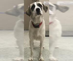English Foxhound-Unknown Mix Dogs for adoption in Conroe, TX, USA