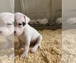 Small Photo #36 Dogo Argentino Puppy For Sale in ARLINGTON, TX, USA