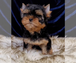 Small #2 Yorkshire Terrier