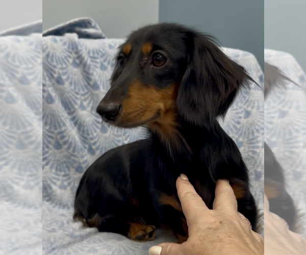 Medium Photo #4 Dachshund Puppy For Sale in Weston, FL, USA