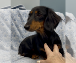 Small #3 Dachshund