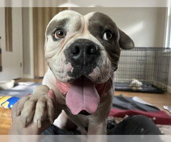 Medium Photo #2 American Bulldog Puppy For Sale in St. Louis Park, MN, USA