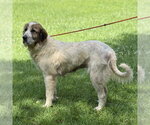 Small #1 Great Pyrenees