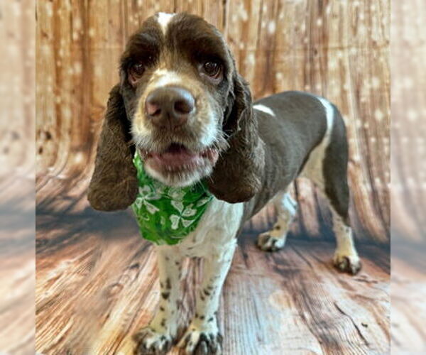 Medium Photo #3 Cocker Spaniel Puppy For Sale in Arlington, VA, USA