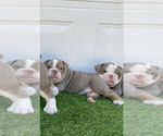 Small Photo #16 Bulldog Puppy For Sale in ATLANTA, GA, USA