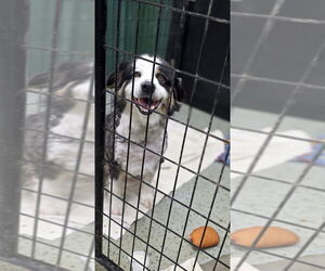 Australian Shepherd-Unknown Mix Dogs for adoption in Osgood, IN, USA