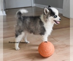 Small #4 Pomsky