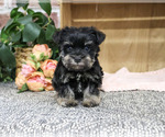 Small Schnauzer (Miniature)