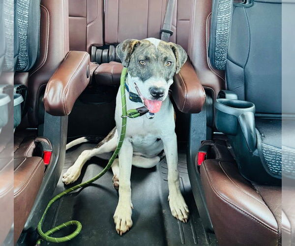 Medium Photo #24 American Pit Bull Terrier Puppy For Sale in Claremore, OK, USA