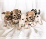 Small Photo #3 Coton de Tulear-Unknown Mix Puppy For Sale in BROGUEVILLE, PA, USA