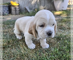Basset Hound-English Cocker Spaniel Mix Puppy for sale in JULESBURG, CO, USA