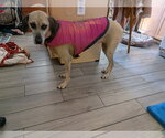 Small #5 Black Mouth Cur Mix