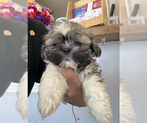 Medium Photo #1 Shih Tzu Puppy For Sale in Studio City, CA, USA