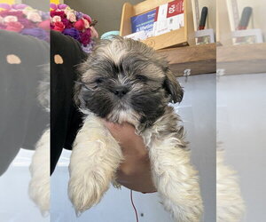Shih Tzu Dogs for adoption in Studio City, CA, USA
