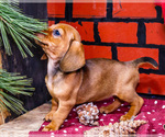 Puppy 3 Dachshund