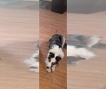 Small #2 Border Collie