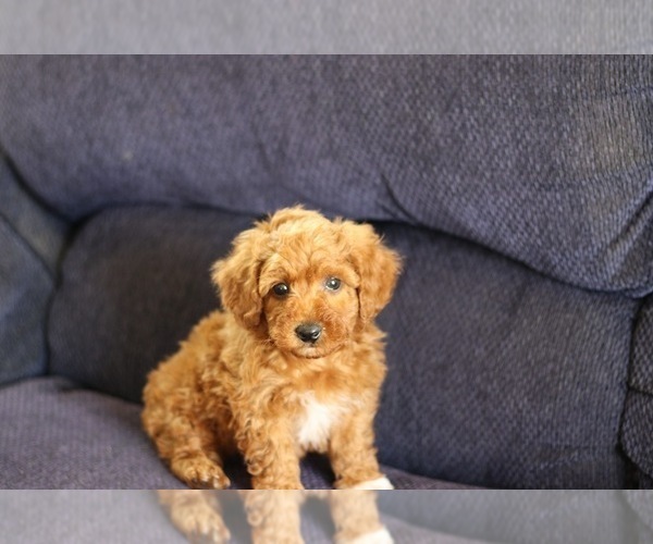 Medium Photo #1 Poodle (Miniature) Puppy For Sale in NAPPANEE, IN, USA