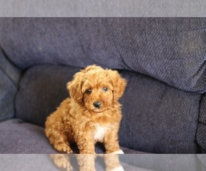 Poodle (Miniature) Puppy for sale in NAPPANEE, IN, USA