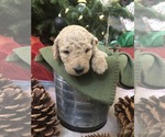 Small Photo #2 Labradoodle Puppy For Sale in ELK GROVE, CA, USA