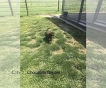 Small Photo #1 Labrador Retriever Puppy For Sale in CASSVILLE, MO, USA