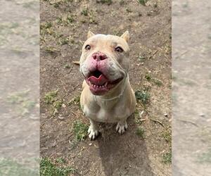 Mutt Dogs for adoption in Riverside, CA, USA